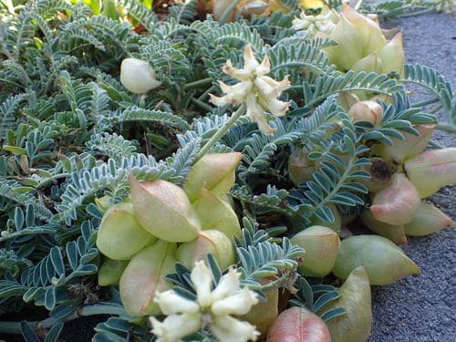 Nuttall's Milkvetch