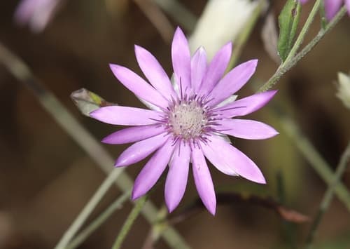 Immortelle