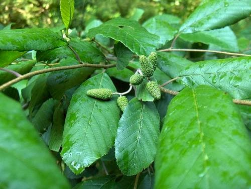Smooth Alder Branch