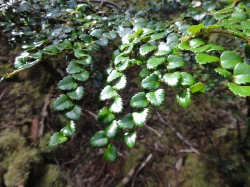 Myrtle Beech Bonsai