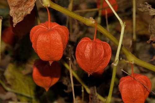 Japanese-lantern