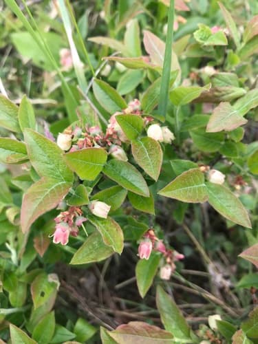 Velvetleaf Blueberry