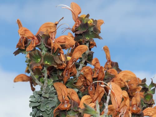 Brown Sage