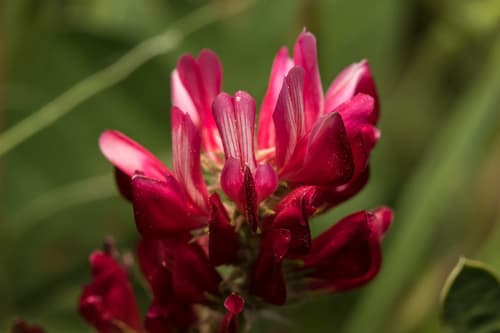 French Honeysuckle