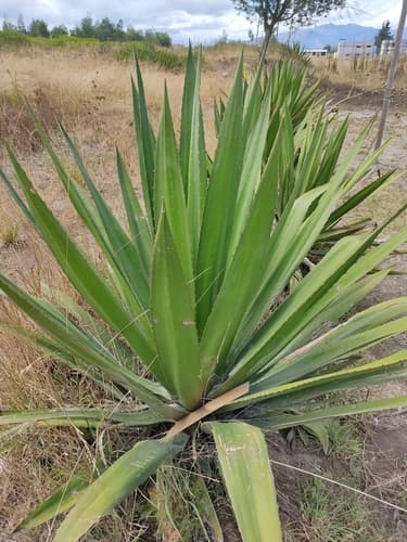 Furcraea andina