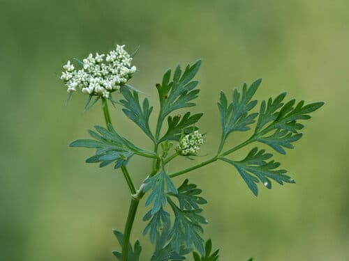 Fool's parsley