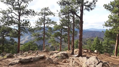 Rocky Mountains Ponderosa Pine Bonsai