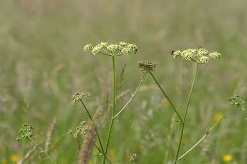 Pepper-saxifrage