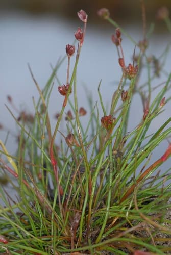 Bulbous Rush