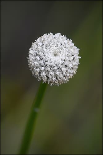 Common Bogbuttons
