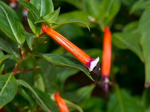 Cigar Plant