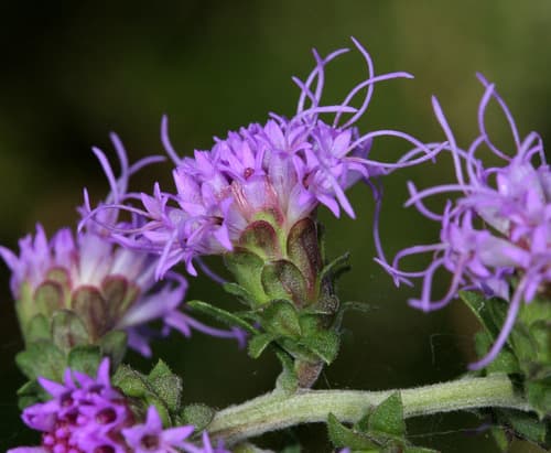 Appalachian Blazing Star