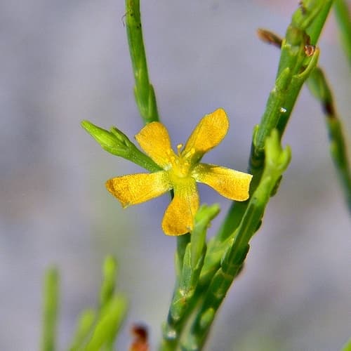 Pineweed