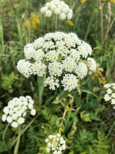 Moon Carrot