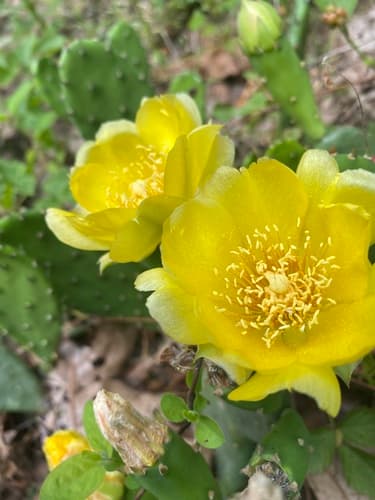 low pricklypear