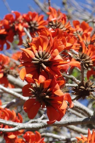 Coast Coral Tree Bonsai