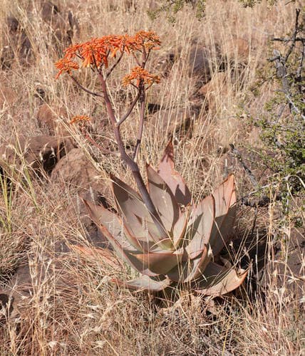 Coral Aloe