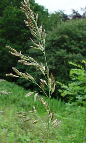 Tall Fescue
