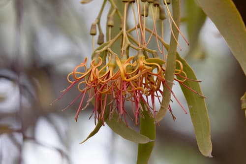 Box Mistletoe