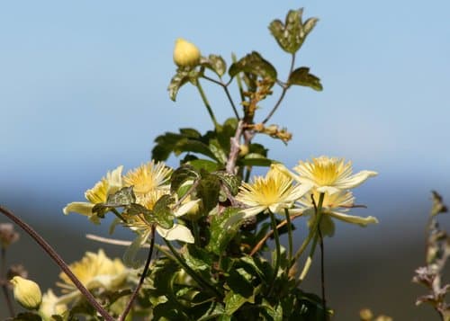 Pipestem Clematis