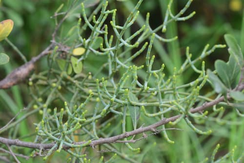 Cape Mistletoe