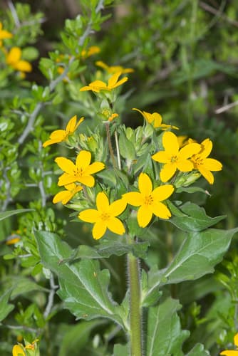 Texas yellow star