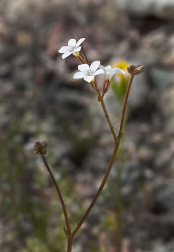 Star Gilia
