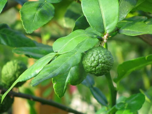 Makrut Lime Bonsai