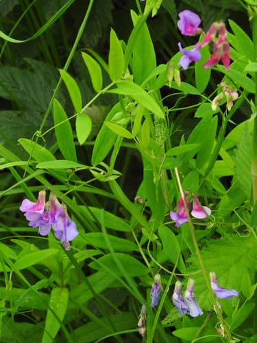 Marsh Pea Bonsai