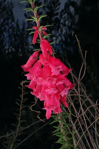 Common Heath Bonsai