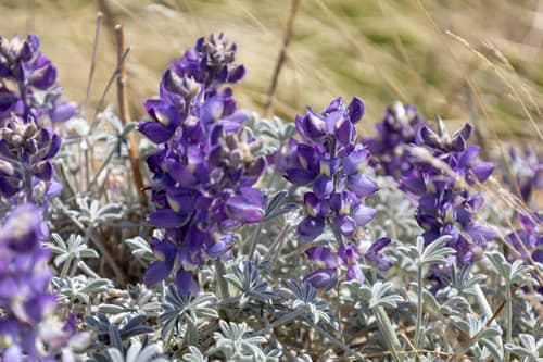 Grape Soda Lupine