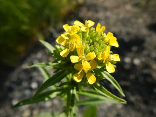 Hawkweed-leaved Treacle-mustard