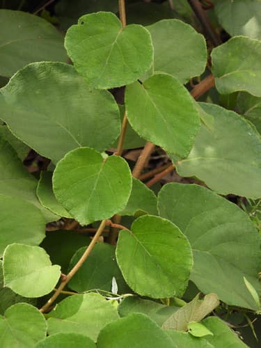 Chinese Gooseberry Bonsai
