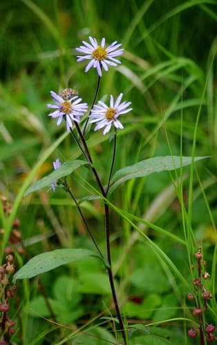 Leafy Aster