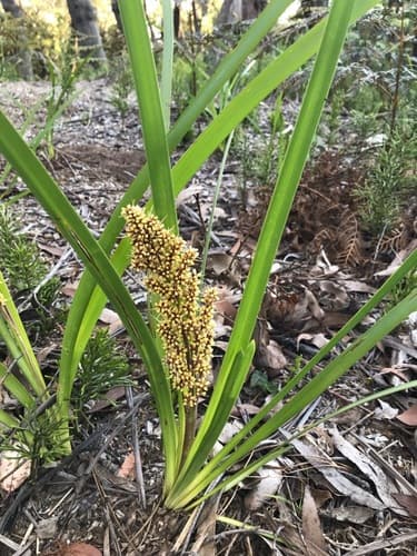Spiny-headed Mat-rush