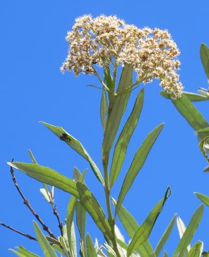 False Olive