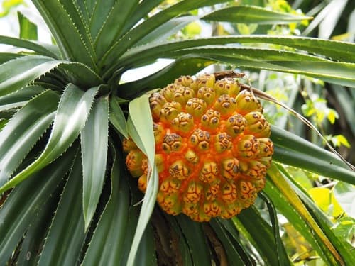 Screw-pine