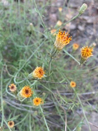 San Felipe Dogweed
