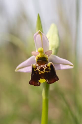 Late spider-orchid and allies