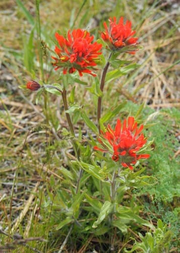 Harsh Paintbrush