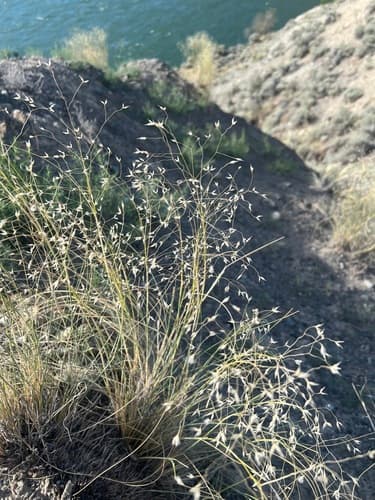 Sand Ricegrass