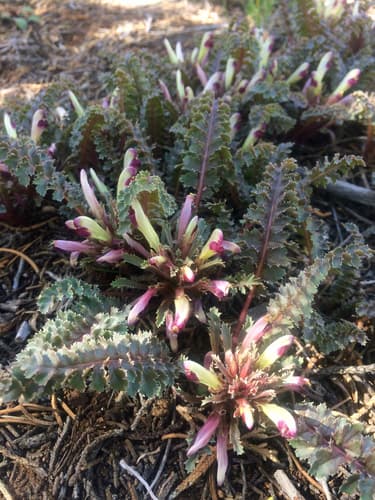 Dwarf Lousewort