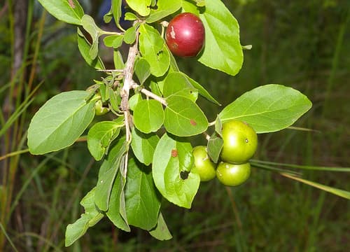 Governors-Plum Bonsai
