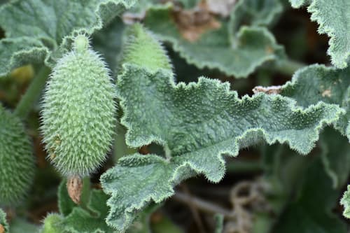 Squirting Cucumber