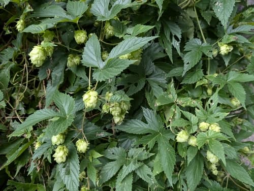 Western Hop