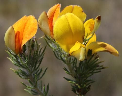 Fringe Capegorse