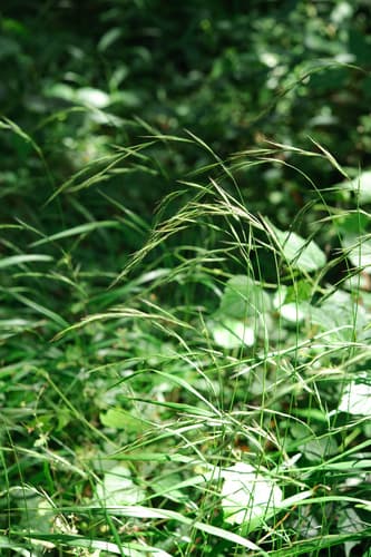 Slender False Brome