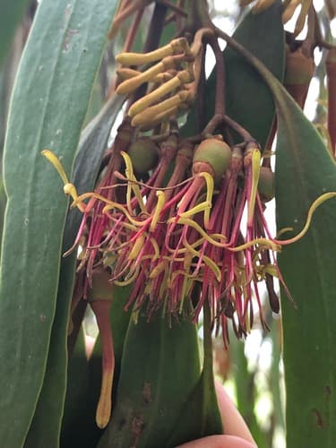 drooping mistletoe