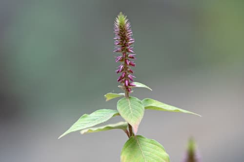 Devil's Horsewhip