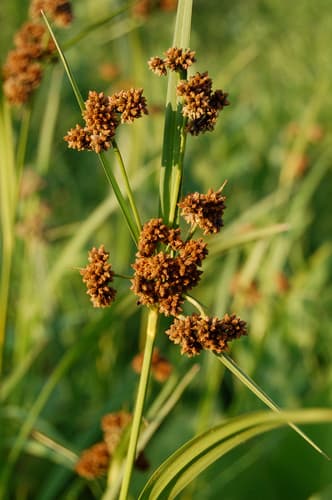 Dark Green Bulrush